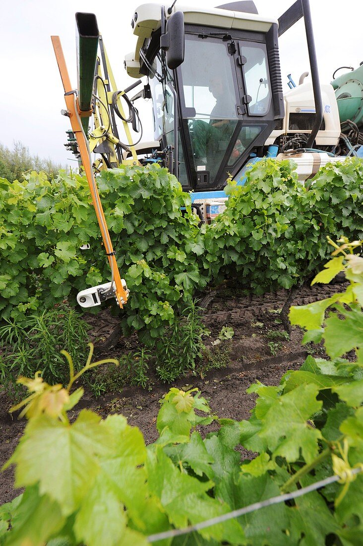 Crop sensing system