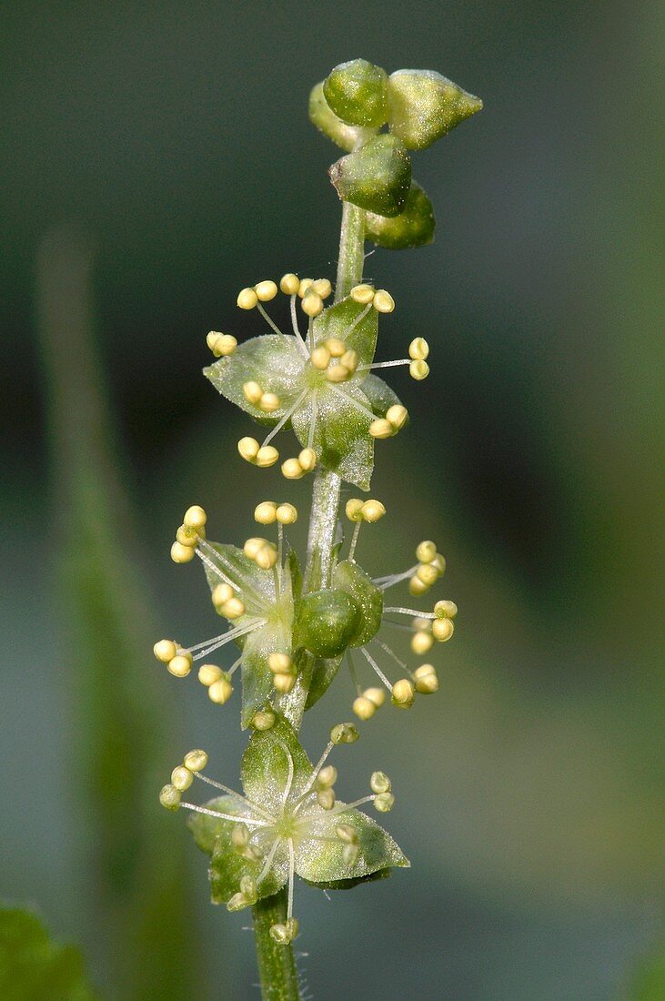 Dog's mercury (Mercurialis perennis)