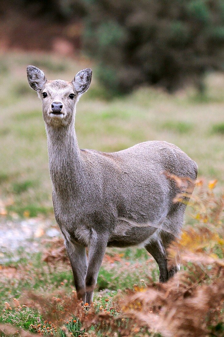 Female sika deer