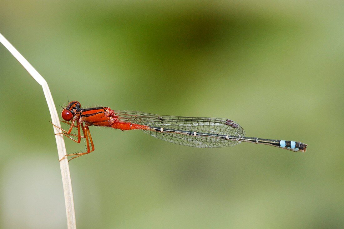Red and blue damsel