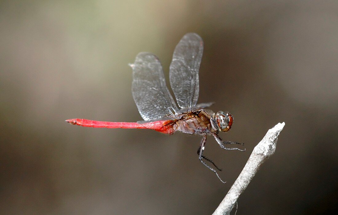 Rosy skimmer dragonfly