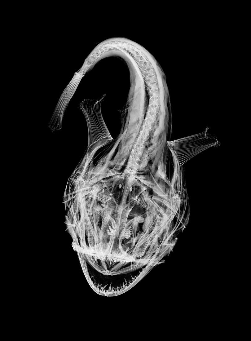 Monkfish,X-ray