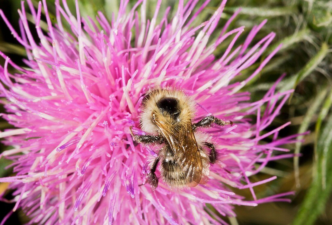 Shrill carder bee on knapweed flower