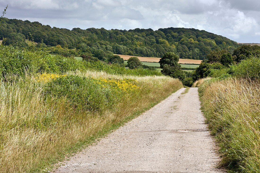 Country lane,UK