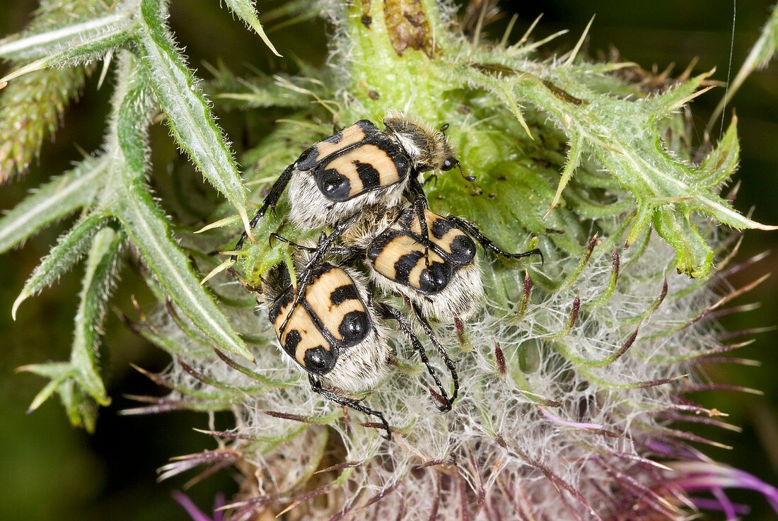 Bee beetles on thistle