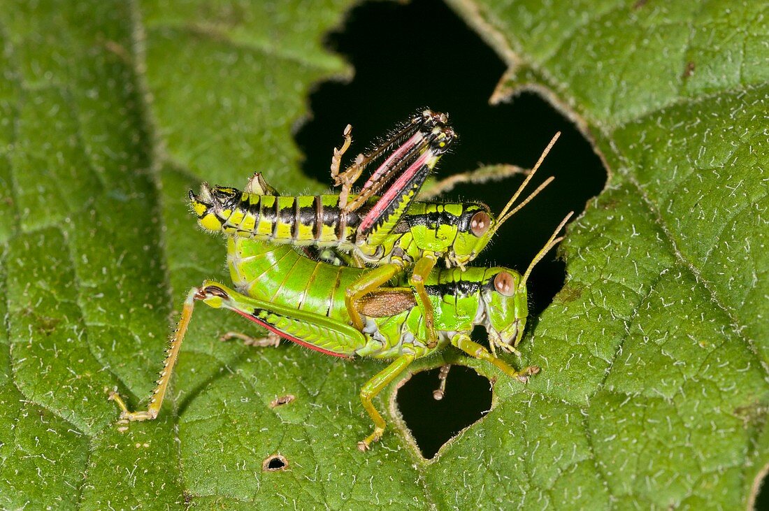 Green mountain grasshoppers mating