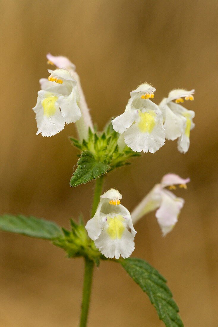 Downy hemp-nettle (Galeopsis segetum)