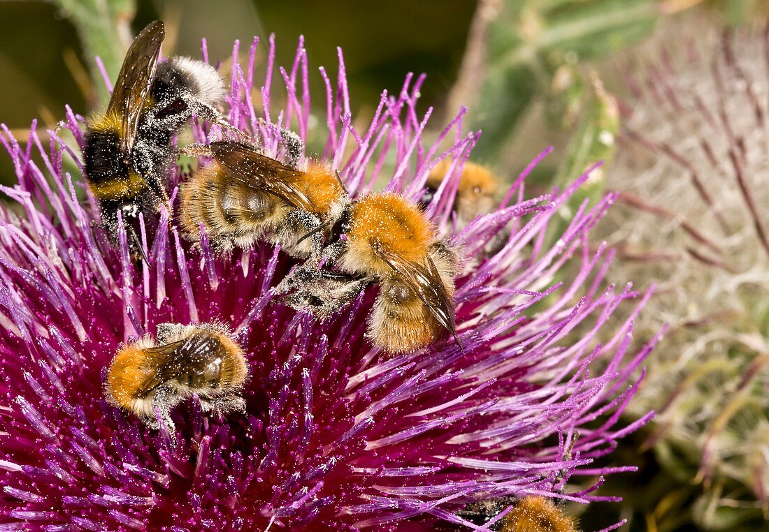 Bumblebees feeding on thistle flower