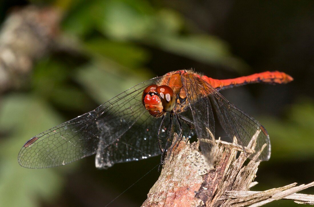 Ruddy darter dragonfly