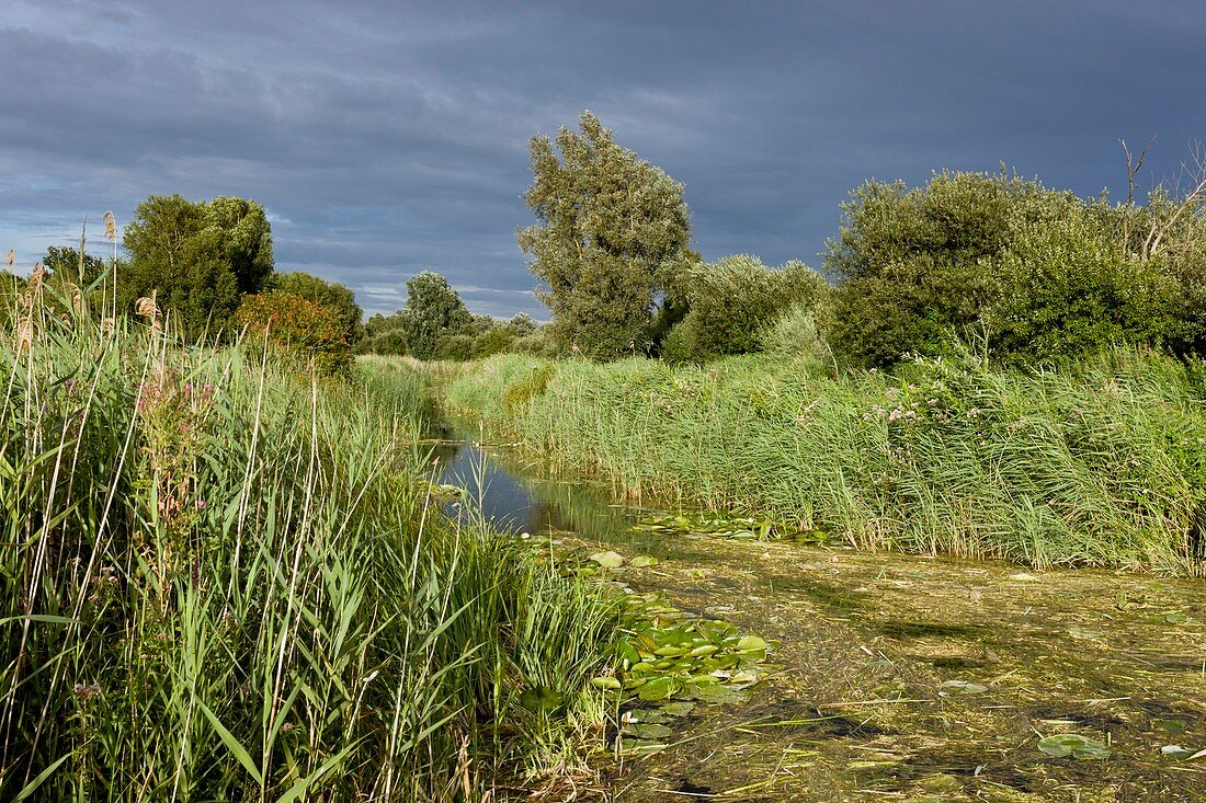 Ditch and reedbeds,Wicken Fen,UK