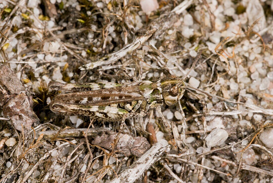 Mottled grasshopper