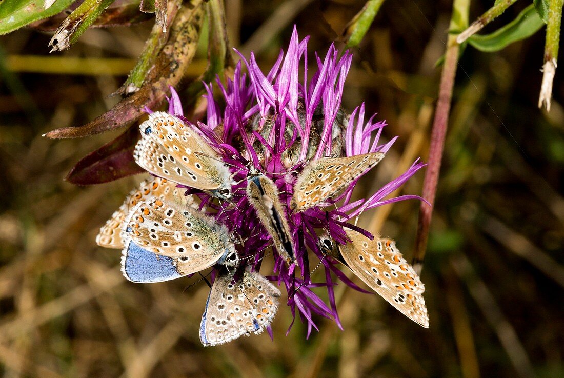 Adonis blue butterflies on knapweed