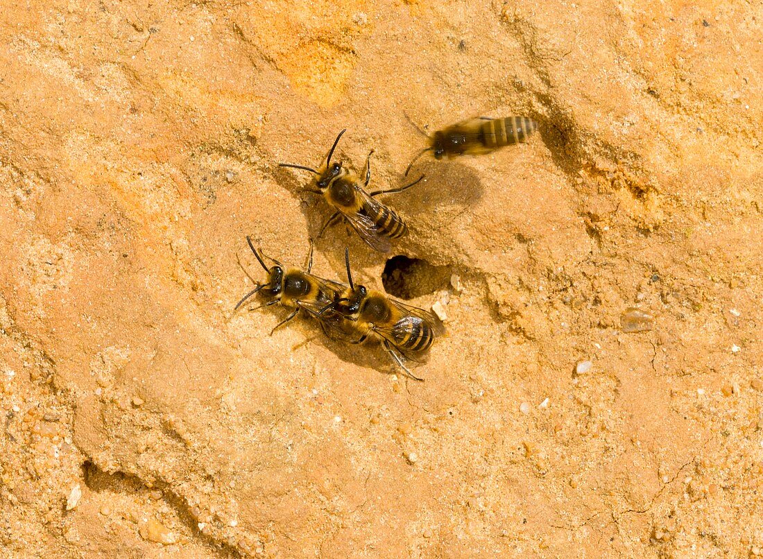 Ivy bees nesting in a cliff