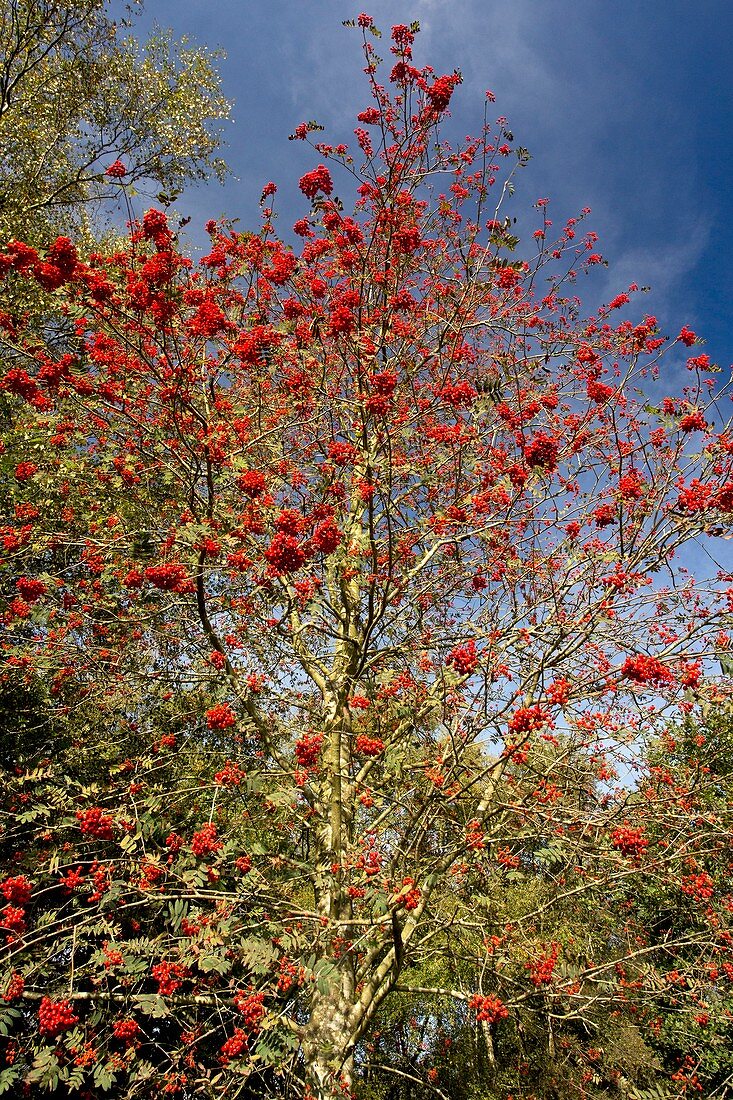 Rowan (Sorbus aucuparia) tree in fruit