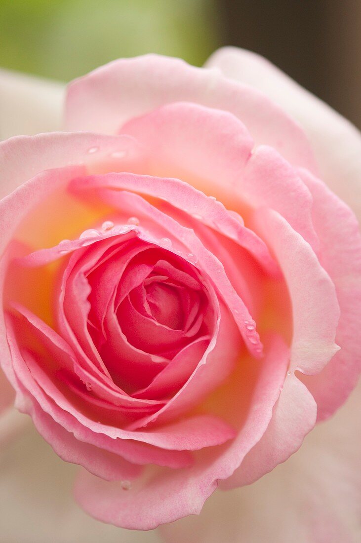 Rosa 'Eden' flower