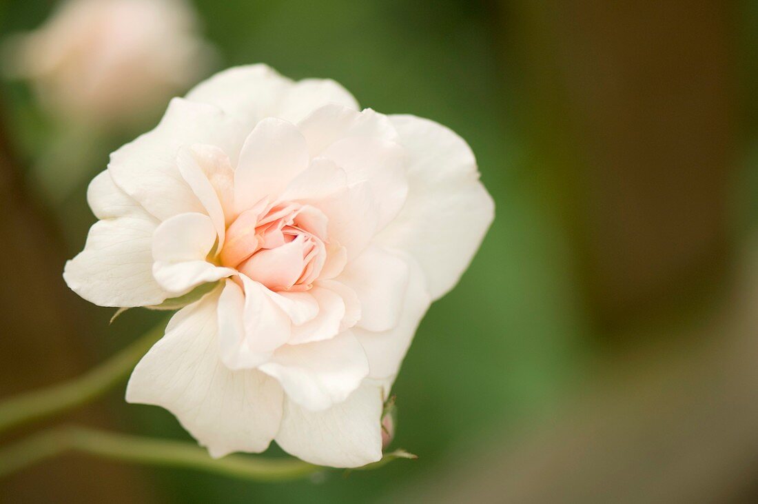 Rosa 'Perle d'Or' flower