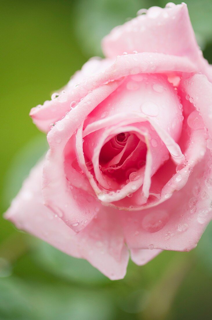 Rosa 'Coral Dawn' flower