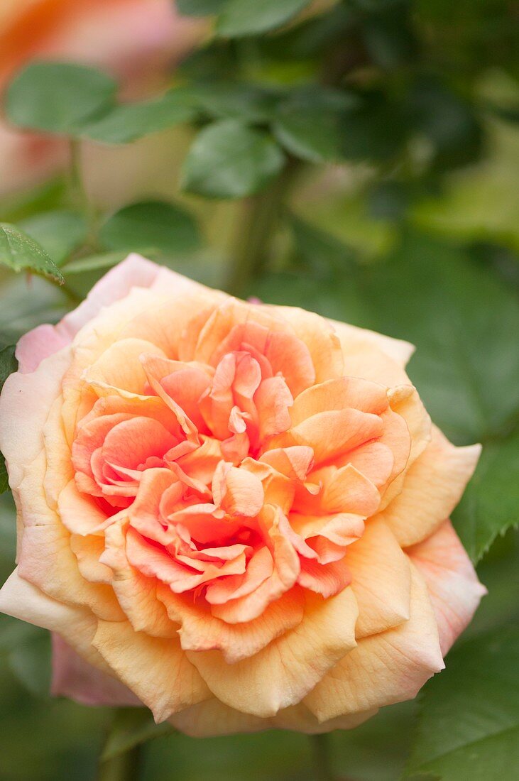 Rosa 'Alchymist' flower