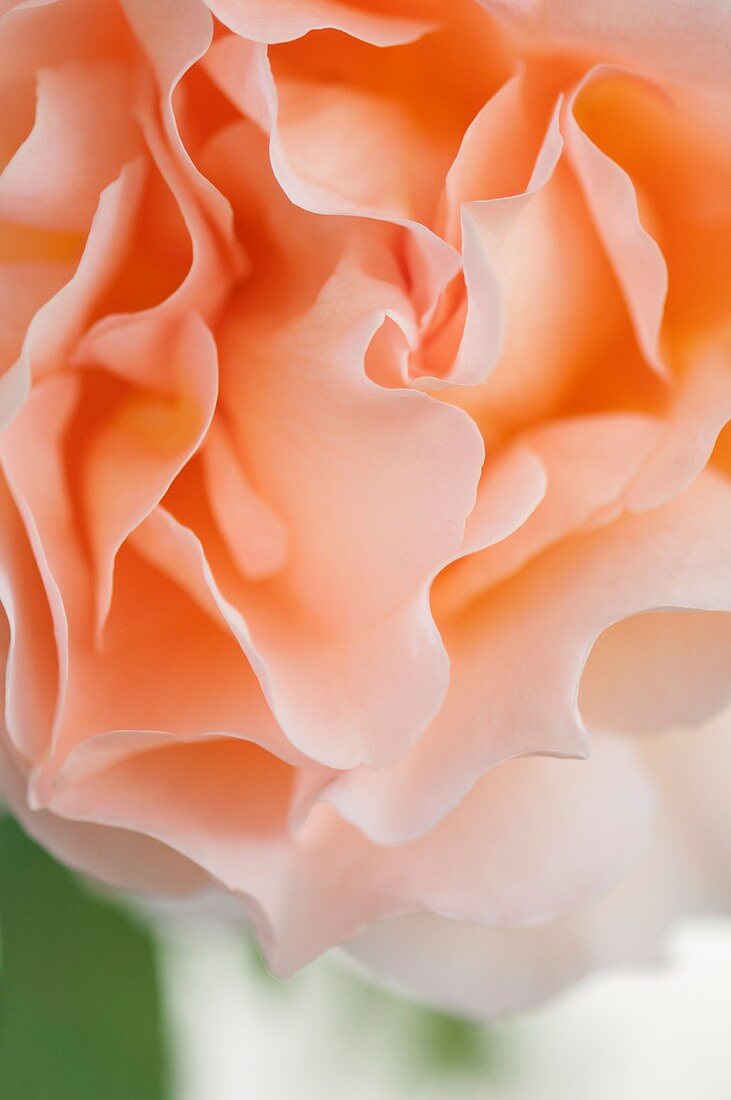 Rosa 'Polka' flower