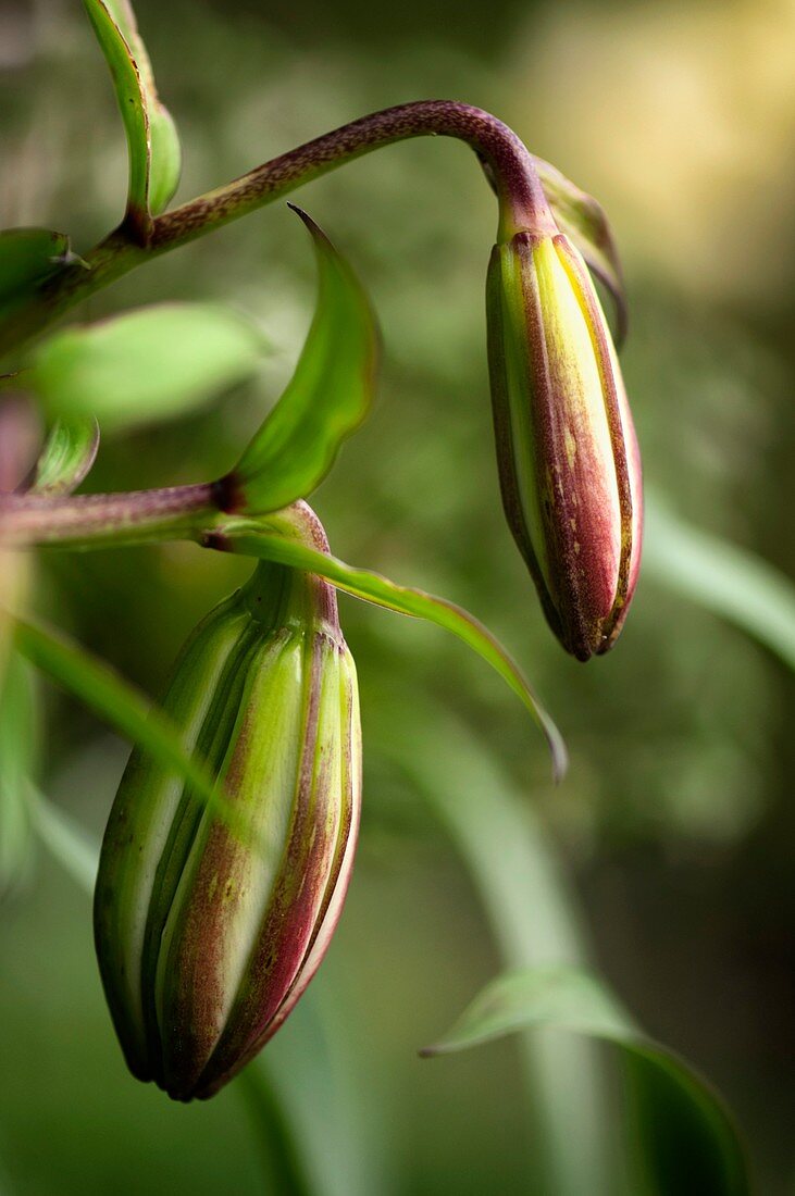 Lily (Lilium sp.) flower buds