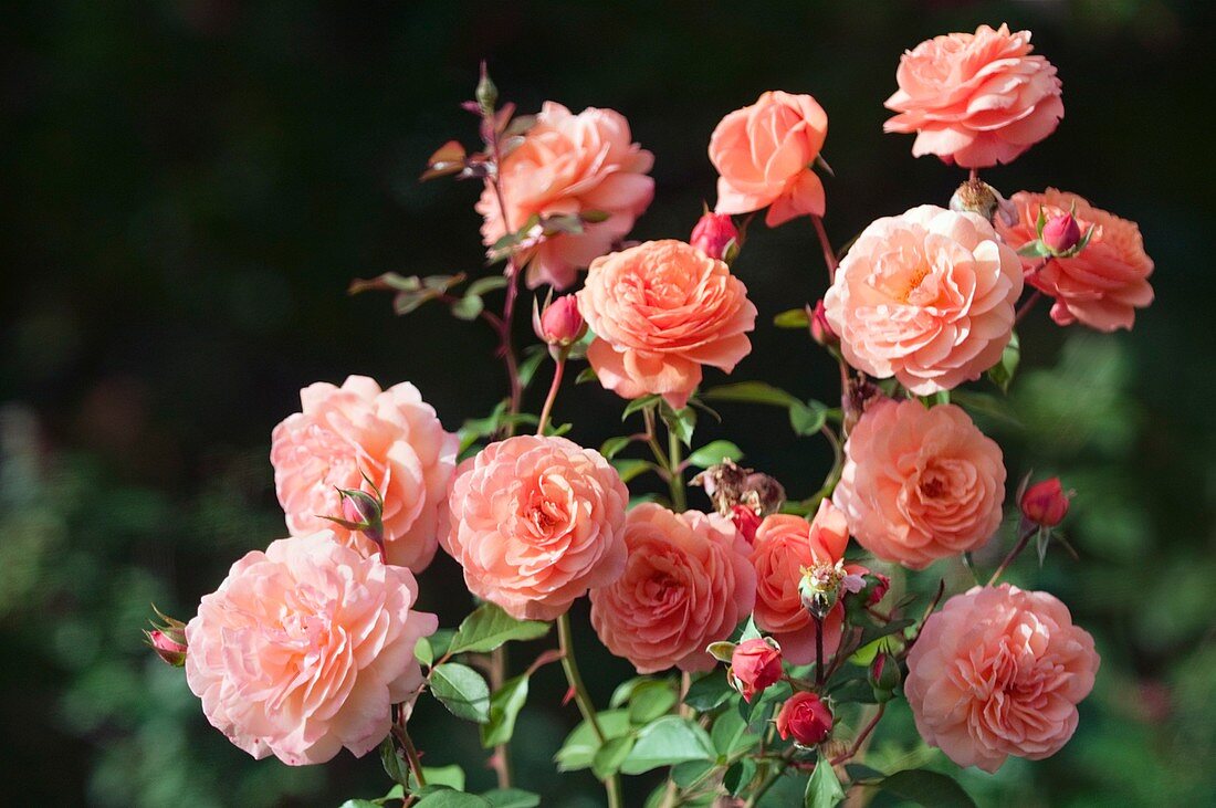 Rosa 'Louise Clements' flowers