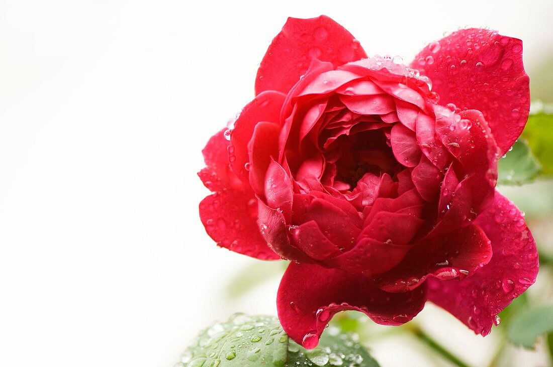 Rosa 'Cramoisi Superieur' flower