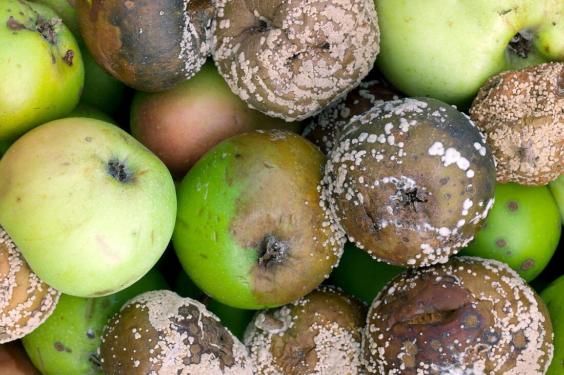 Windfall apples rotting in a bucket