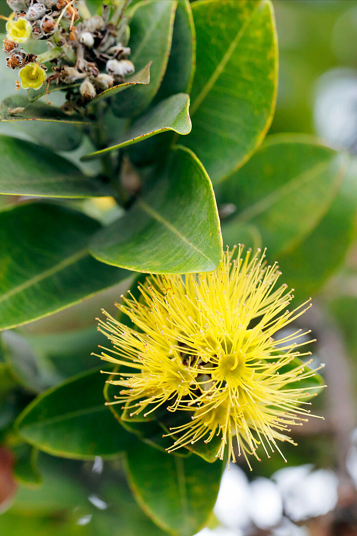 Metrosideros polymorpha tree in flower