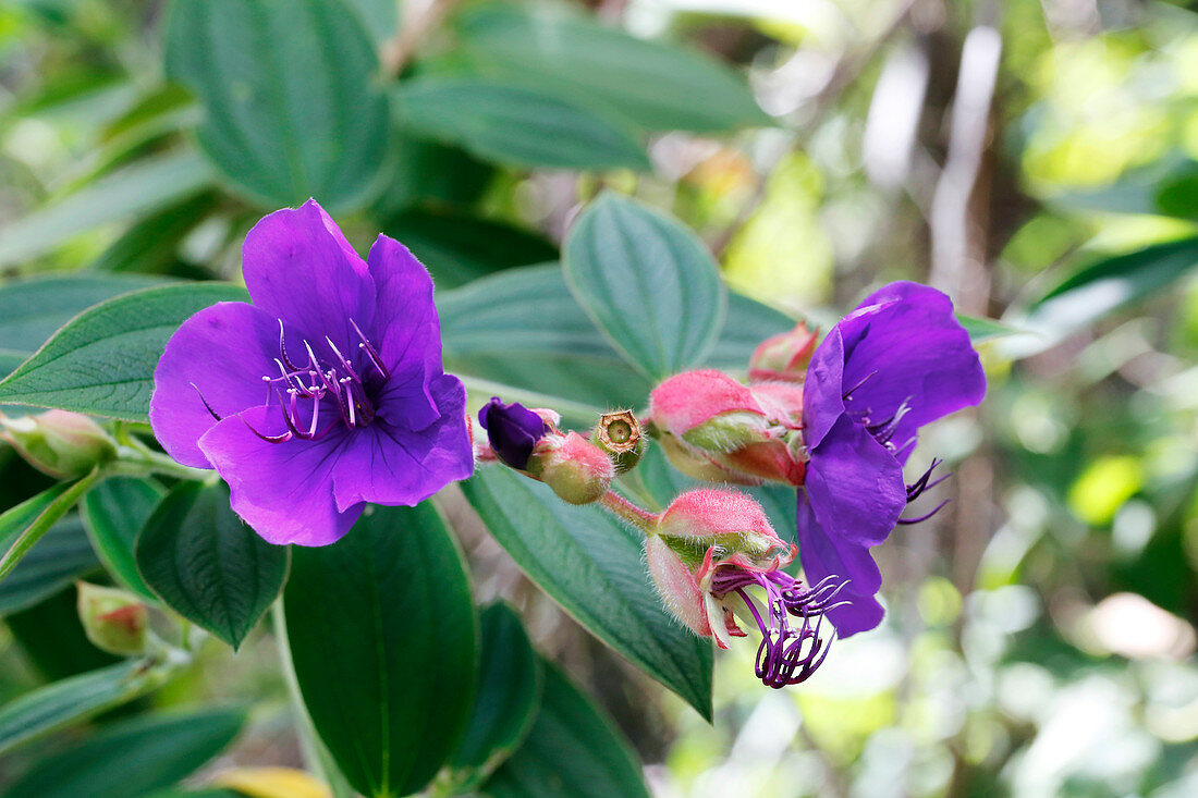 Glory bush (Tibouchina sp.) in flower