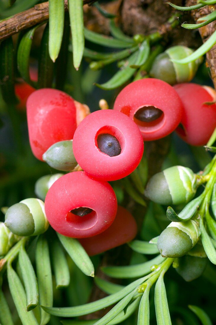 Fruits of yew (Taxus baccata)