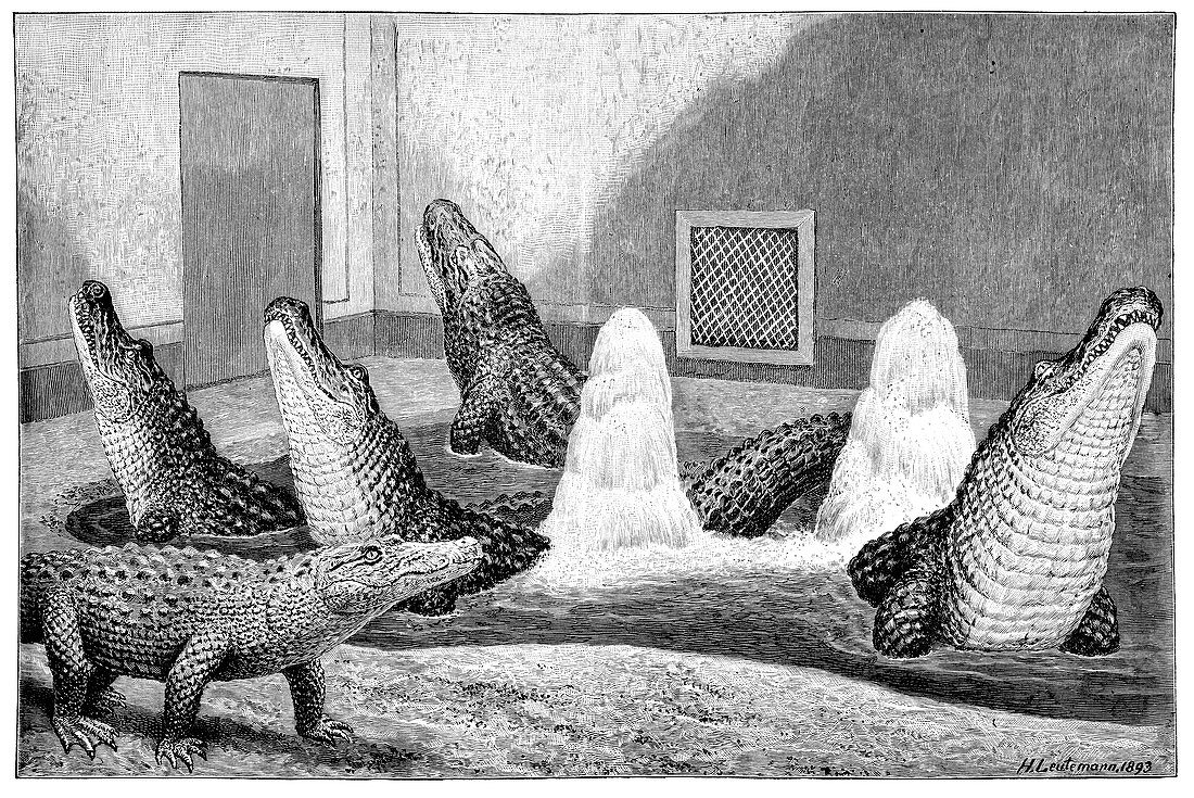 Alligators in captivity,19th century