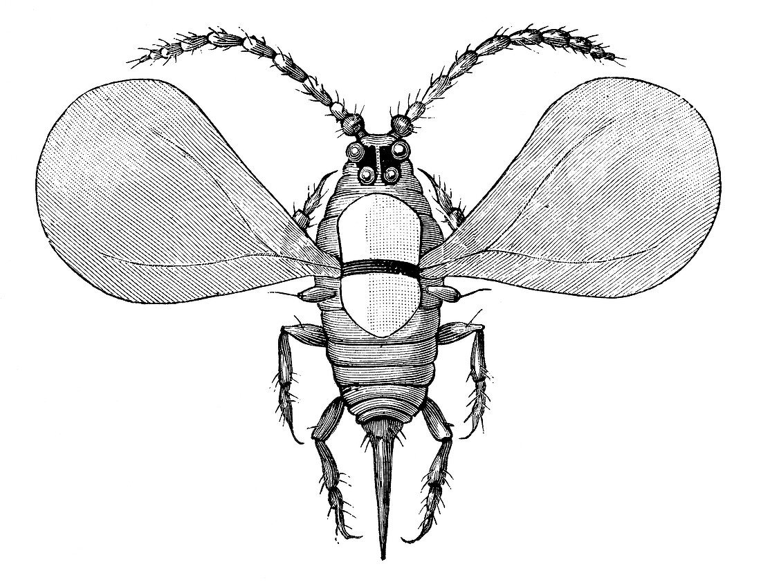 Aspidiotus insect male,19th century