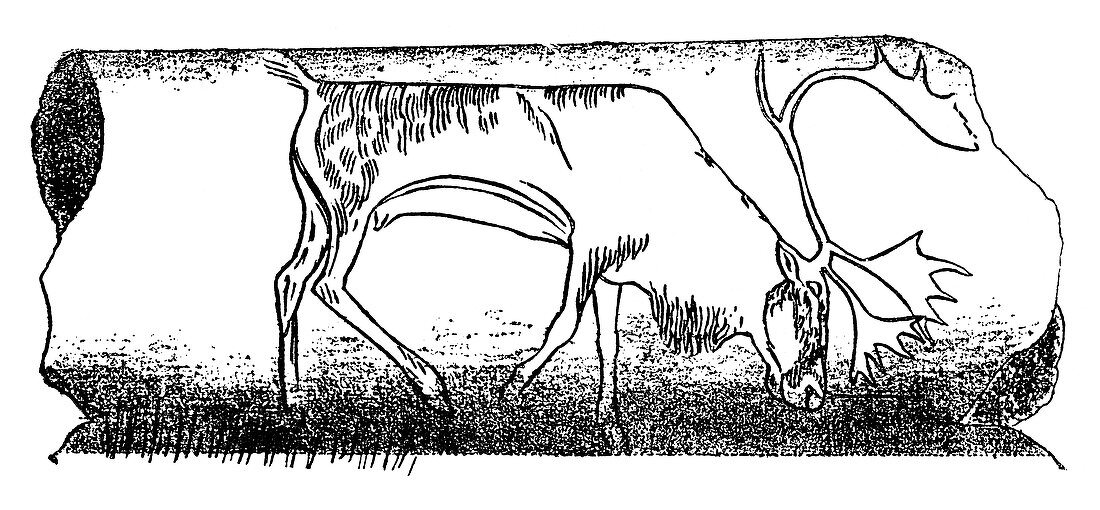 Prehistoric reindeer carving,1898