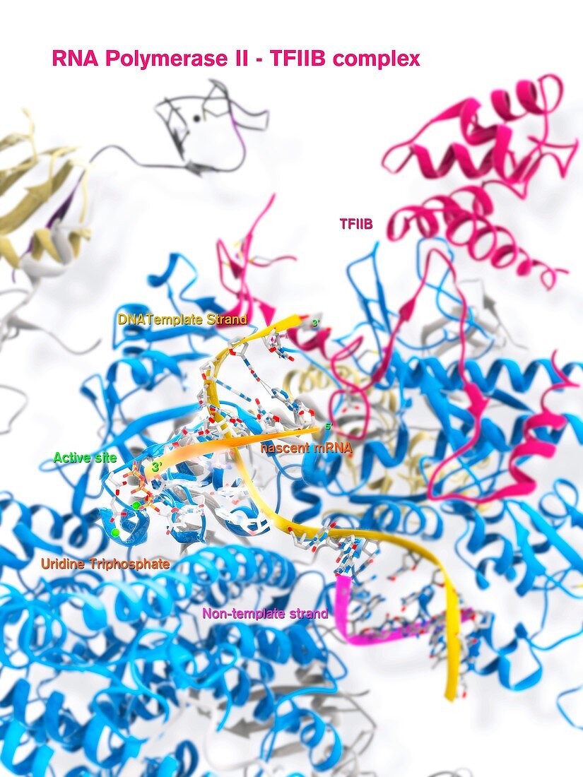 RNA polymerase II and TFIIB