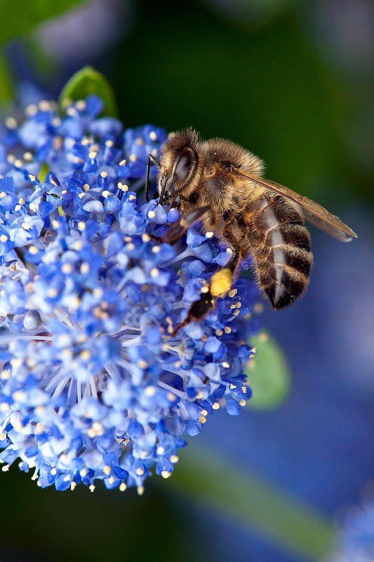Honeybee feeding on a flower