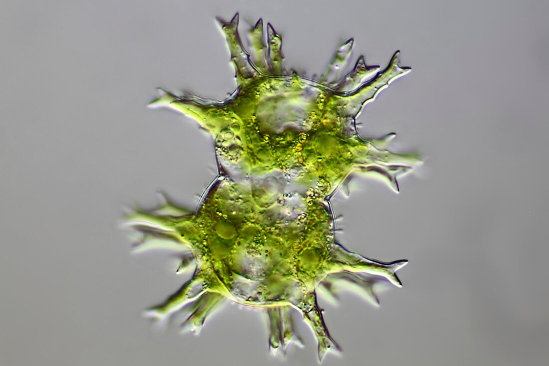 Green algae,light micrograph