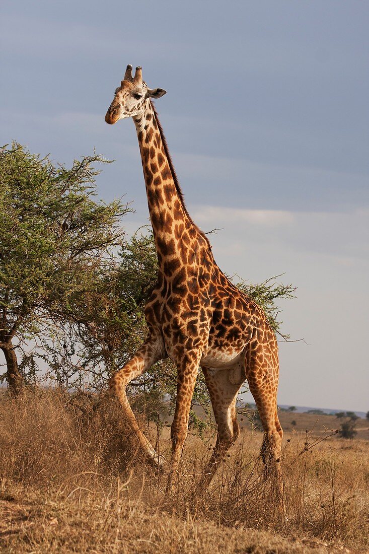 Masai Giraff