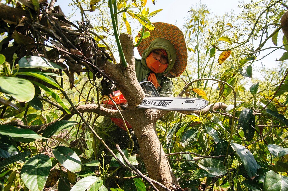 Avocado Plantation