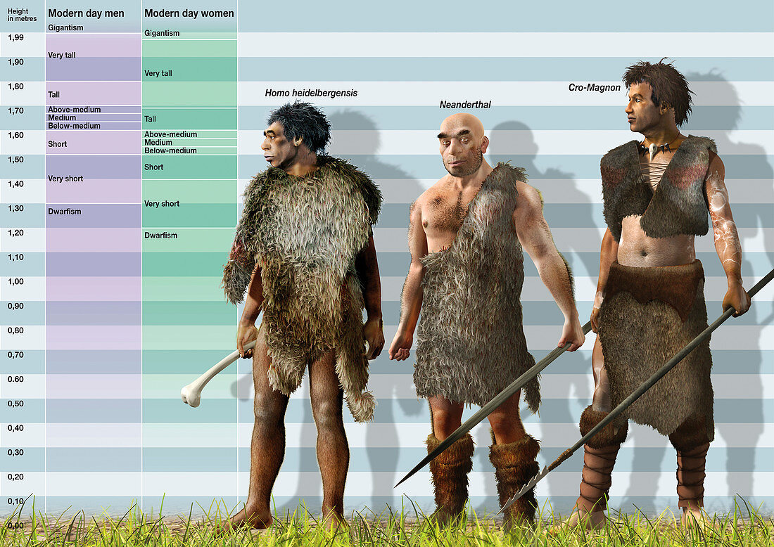 Height variation in Pleistocene hominids