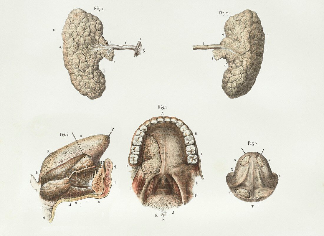 Salivary glands,1839 artwork