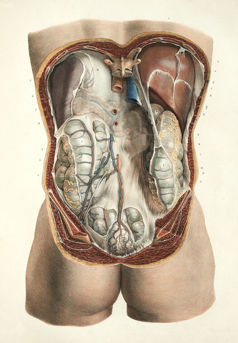 Abdominal anatomy, 1839 artwork