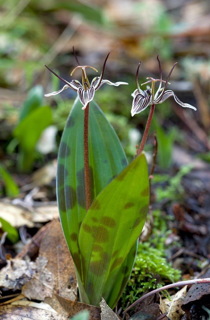 Fetid adderstongue (Scoliopus bigelovii)