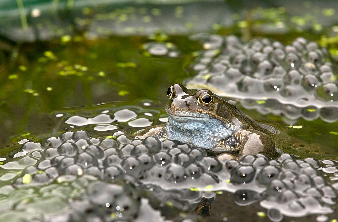 Common frog and frogspawn