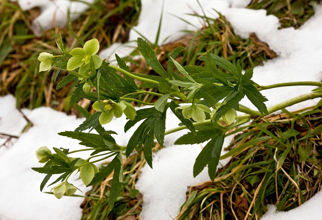 Green hellebore (Helleborus viridis)