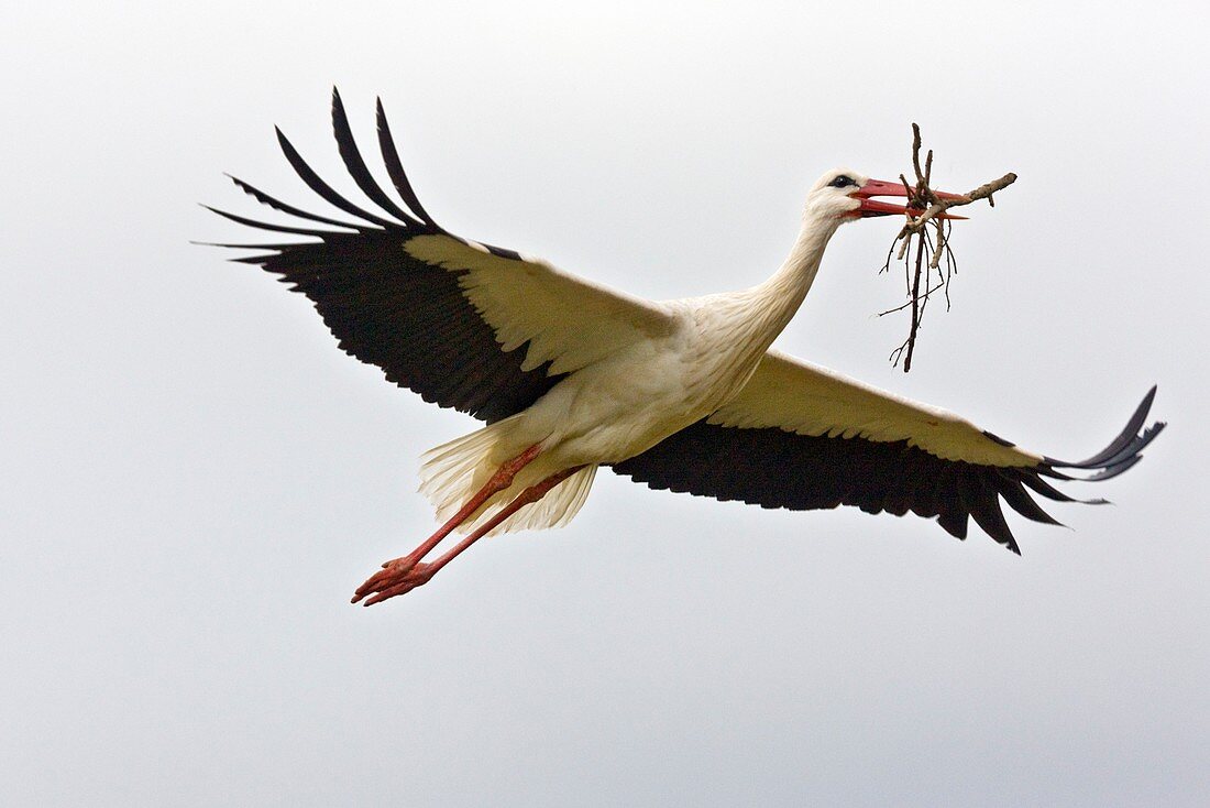 White stork carrying nesting material