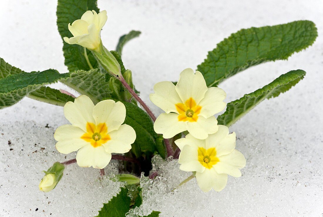 Primroses (Primula vulgaris) in snow