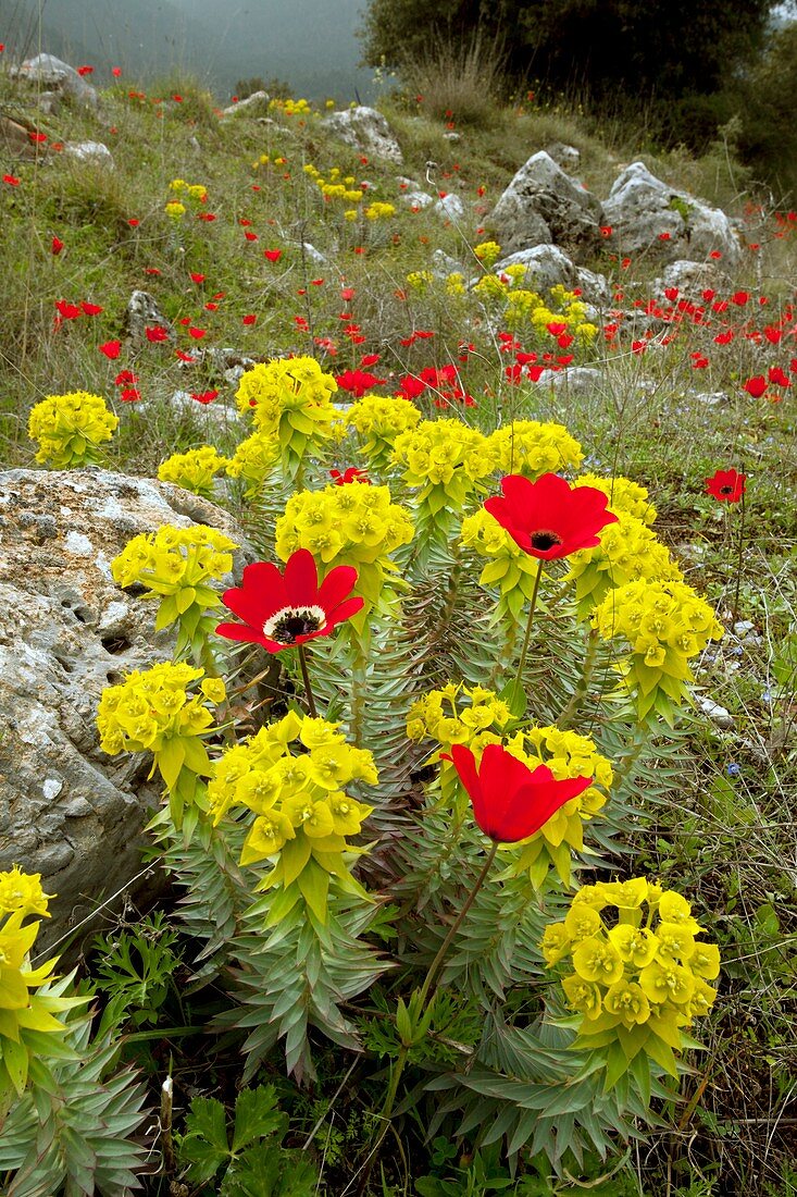 Spurge and peacock anemones in flower