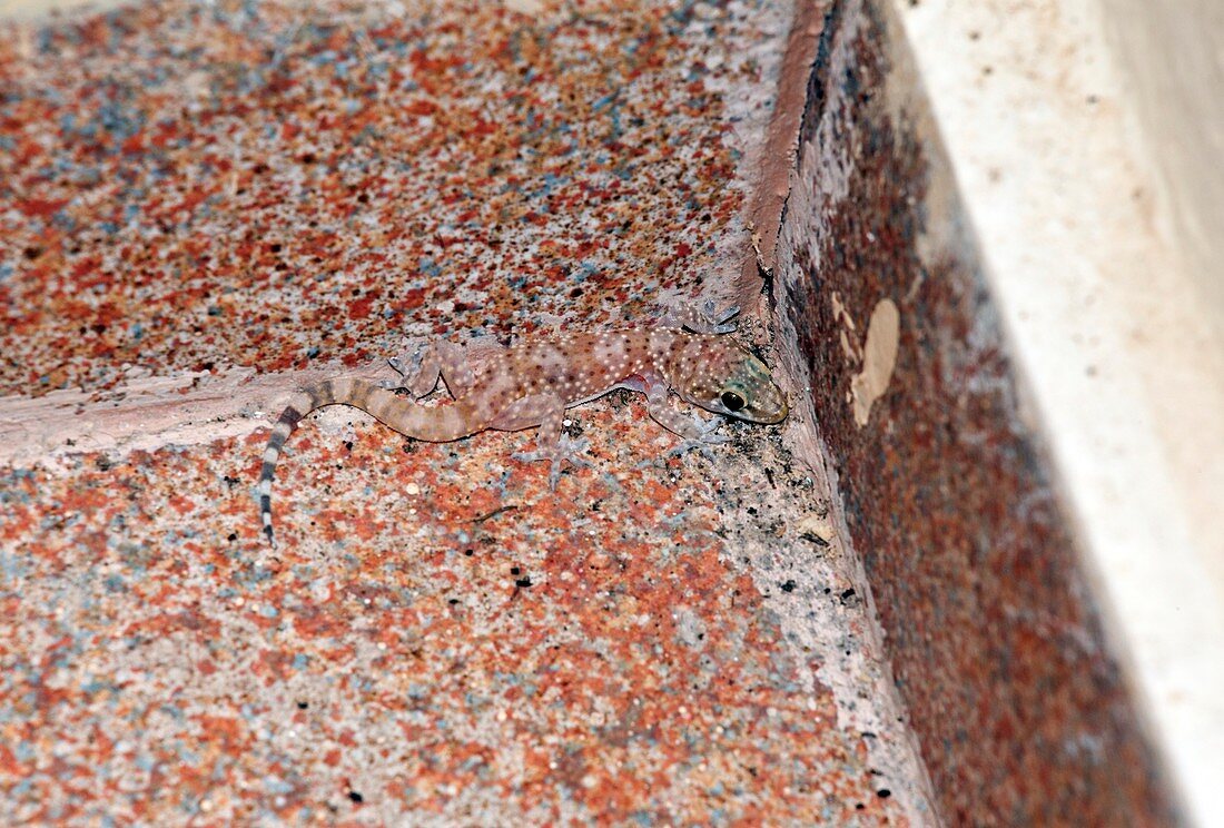 Mediterranean house gecko on a wall