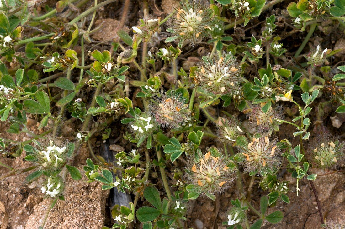 Southern clover (Trifolium cherleri)
