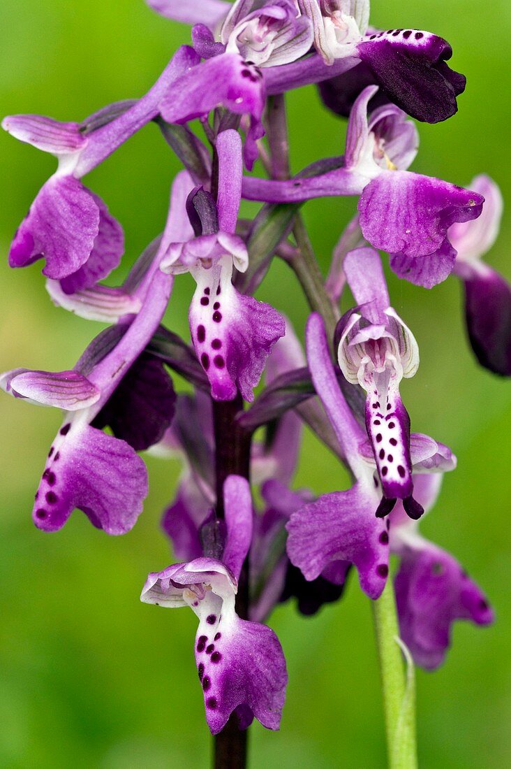 Orchid (Anacamptis longicornu) in flower